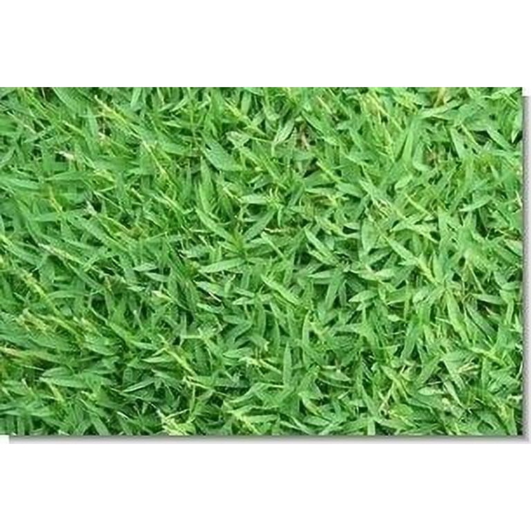 Carpetgrass