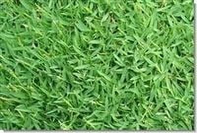 SeedRanch Carpetgrass Seed - 10 Lbs.