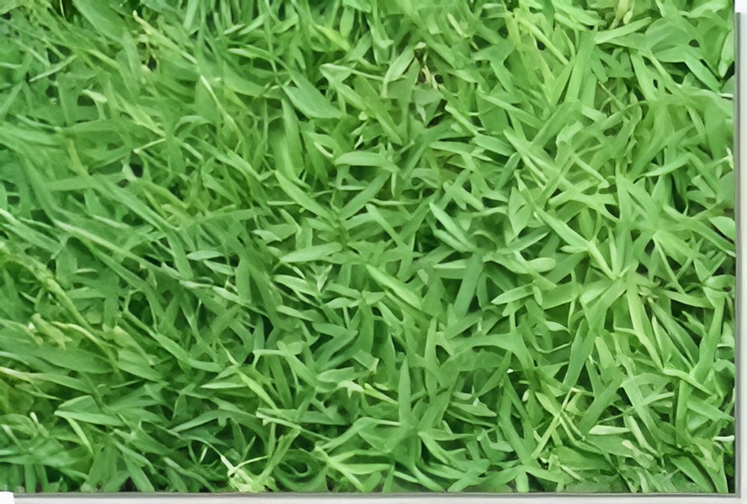 Pennington Seed Ranch Carpet Grass Seed, 5 lbs
