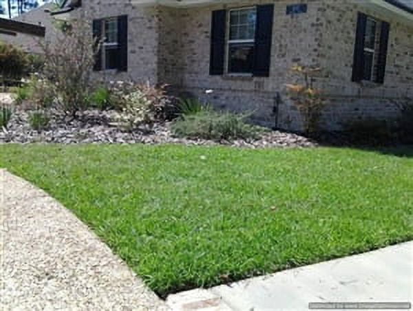 SeedRanch Centipede Grass Seed (Raw)  - 1 Lb.