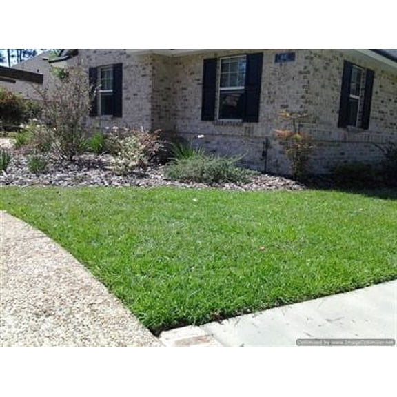 SeedRanch Centipede Grass Seed (Raw) - 5 Lbs.