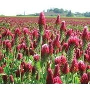 SeedRanch Crimson Clover Seed Coated - 20 Lbs