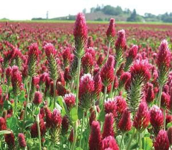 SeedRanch Crimson Clover Seed Coated - 5 Lbs.
