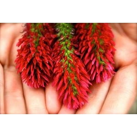 SeedRanch Crimson Clover Seed Raw - 1 Lb.