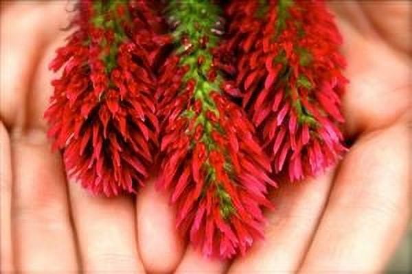 SeedRanch Crimson Clover Seed Raw - 20 Lbs.
