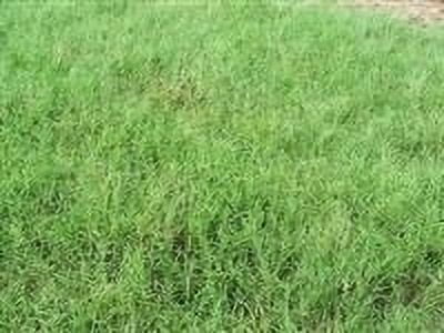 Athens Seed Giant Bermuda Grass Seeds, 10 lb - Hulled Alkali and Heat Tolerant