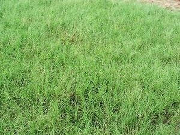 SeedRanch Giant Bermuda Grass Seed Hulled - 5 Lb.