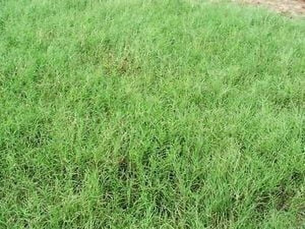 SeedRanch Giant Bermuda Grass Seed Hulled - 50 Lb.
