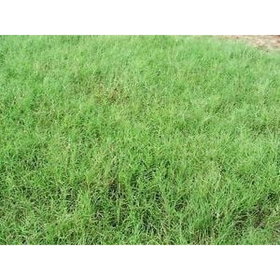 SeedRanch Giant Bermuda Grass Seed Hulled - 50 Lb.