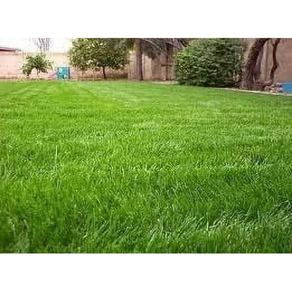 SeedRanch Gulf Annual Ryegrass Seed - 1 Lb.