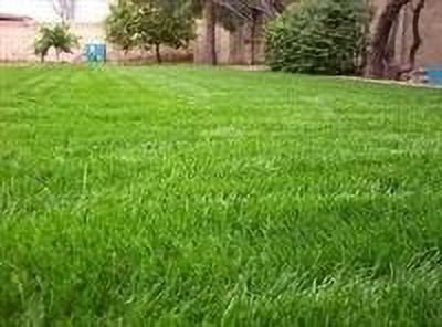 SeedRanch Gulf Annual Ryegrass Seed - 10 Lbs.