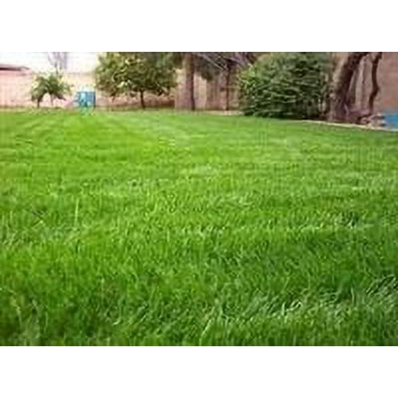 SeedRanch Gulf Annual Ryegrass Seed - 20 Lbs.