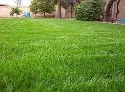 SeedRanch Gulf Annual Ryegrass Seed - 5 Lbs.