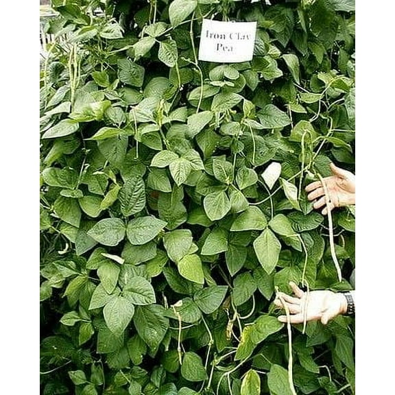 SeedRanch Iron & Clay Cowpeas - 1 Lb.