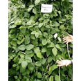 thumbnail image 1 of SeedRanch Iron & Clay Cowpeas - 5 Lbs., 1 of 1