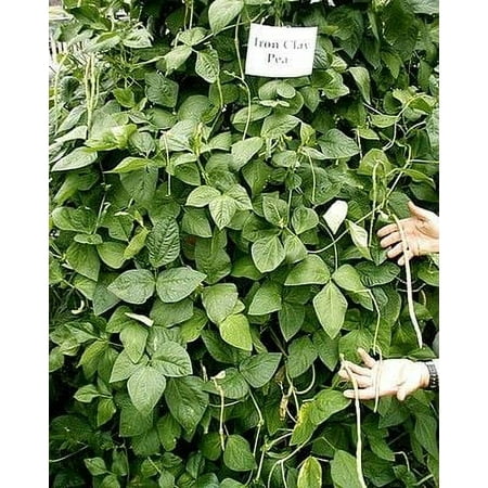SeedRanch Iron & Clay Cowpeas - 5 Lbs.