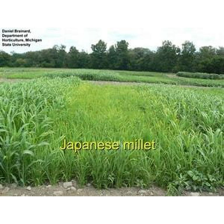 Free Shipping! SeedRanch Japanese Millet Seed - 10 Lbs