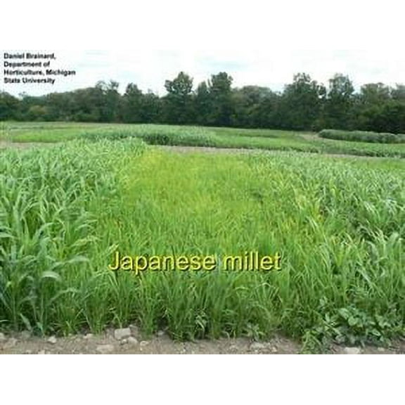 SeedRanch Japanese Millet Seed - 10 Lbs.