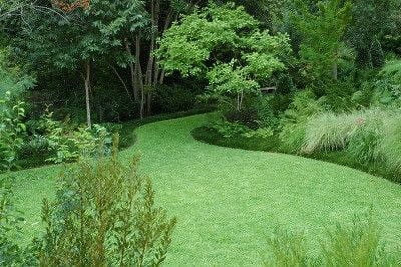 SeedRanch Kentucky 31 Tall Fescue Grass Seed - 10 Lbs.