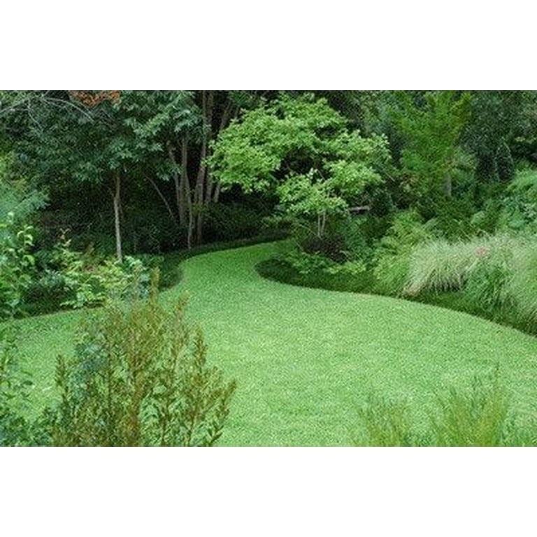 SeedRanch Kentucky 31 Tall Fescue Grass Seed - 5 Lbs. - Walmart.com