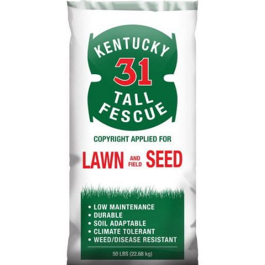 SeedRanch Kentucky 31 Tall Fescue Grass Seed 50 Lbs. for Lawns, Full