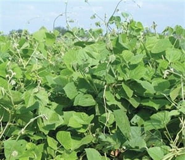 SeedRanch LabLab Food Plot Seed - 10 Lbs.