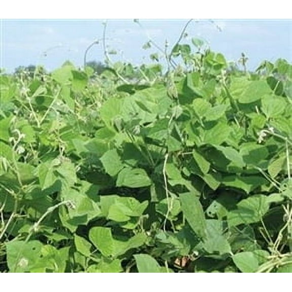 Dibbs Seed Magic Bean Plant Seeds, Fast Growing