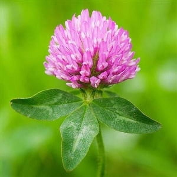 SeedRanch Medium Red Clover Seed (Nitro-Coated & Inoculated) - 10 Lbs.
