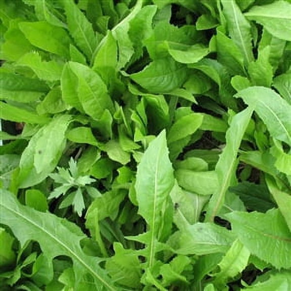 Seed Ranch Six Point Chicory Perennial Herb Plant Seeds