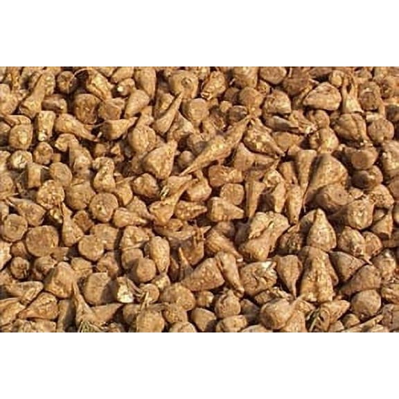 Dibbs Seed 10000 Sugar Beet Seeds, Excellent for Wildlife Deer Food