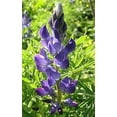 thumbnail image 1 of SeedRanch Sweet Blue Lupine Seed - 5 Lbs., 1 of 1