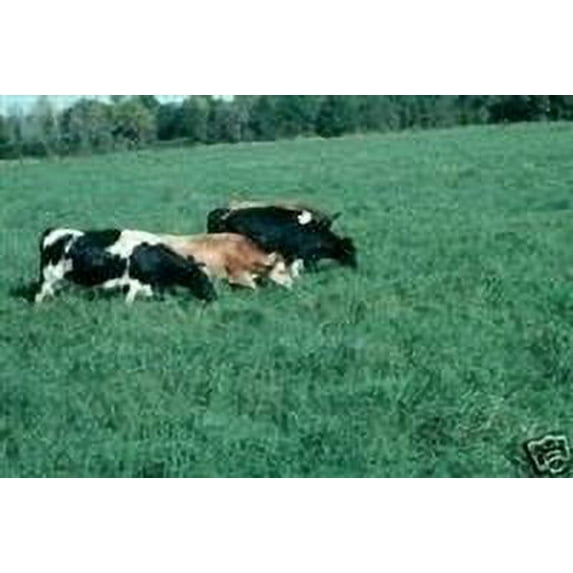 SeedRanch Tifton 9 Bahia Grass Seed (Certified) - 1 Lb.