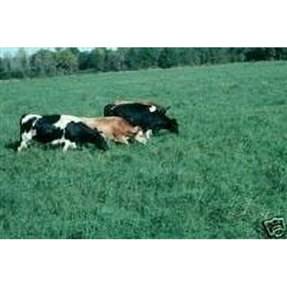 Dibbs Seed Tifton 9 Bahia Grass Seeds, 10 lbs - Certified Seed