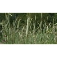 thumbnail image 1 of SeedRanch Triticale Seed (Tri 324) - 10 Lbs., 1 of 1