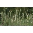 thumbnail image 1 of SeedRanch Triticale Seed (Tri 324) - 50 Lbs., 1 of 1