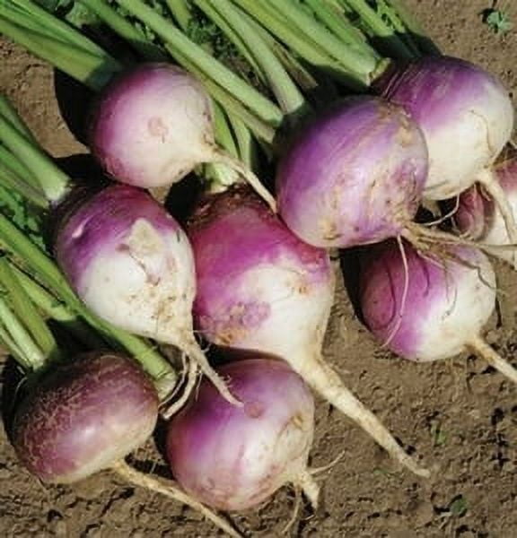 SeedRanch Turnip Seed Purple Top White Globe - 5 Lbs.