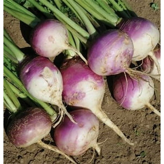 SeedRanch Turnip Seed Purple Top White Globe - 5 Lbs.