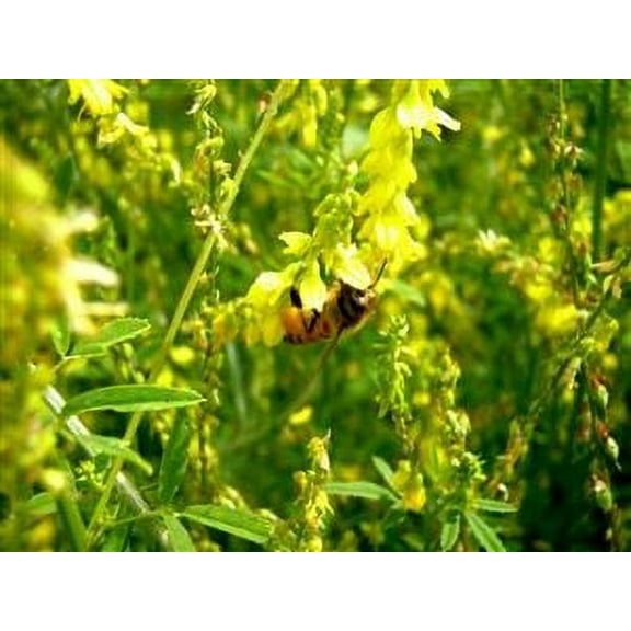 SeedRanch Yellow Sweet Blossom Clover - 20 Lbs.