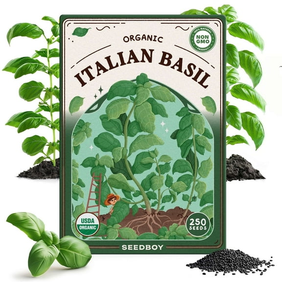 Seedboy Organic Basil Herb Seeds for Indoor Gardening or Planting Outdoors, Non-GMO and USDA Certified Herb Seed Packets, 250 Seeds/1 gram (Genovese Basil)