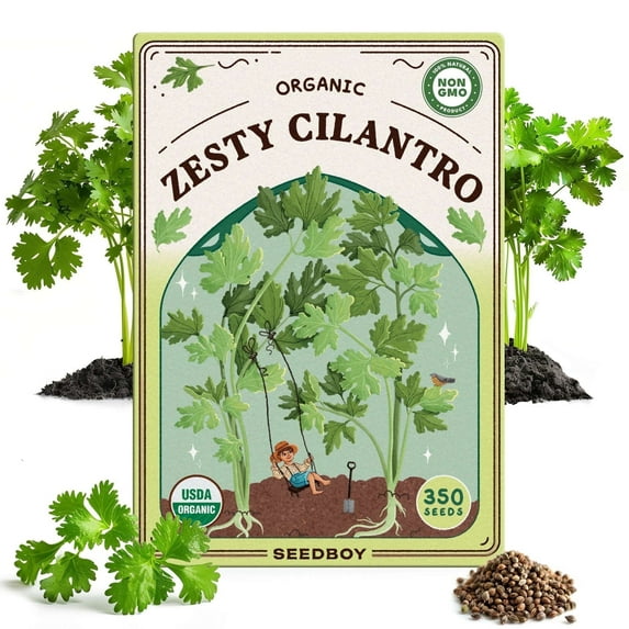 Seedboy Organic Cilantro 'Slow Bolt' Herb Seeds for Indoor Gardening or Planting Outdoors, Non-GMO and USDA Certified Herb Seed Packets, 350 Seeds/5 grams (Cilantro)