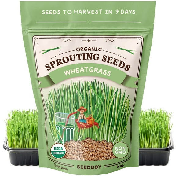 Seedboy Organic Non-GMO Hard Red Spring Wheatgrass for Sprouting, USA Grown, 8 oz