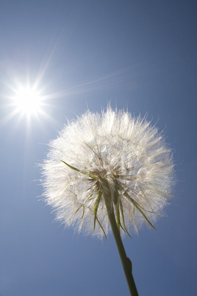 Seeded Dandelion Canvas Art - Craig Tuttle Design Pics (12 x 18)