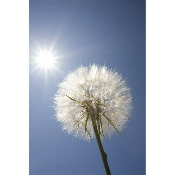 Seeded Dandelion Poster Print, Large - 24 x 36
