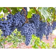 Seedless Grape Bare Root - Perennial Grape, Hardy and Long-Lived | Fast-Growing Grape Bare Root for Planting (4 Pack)