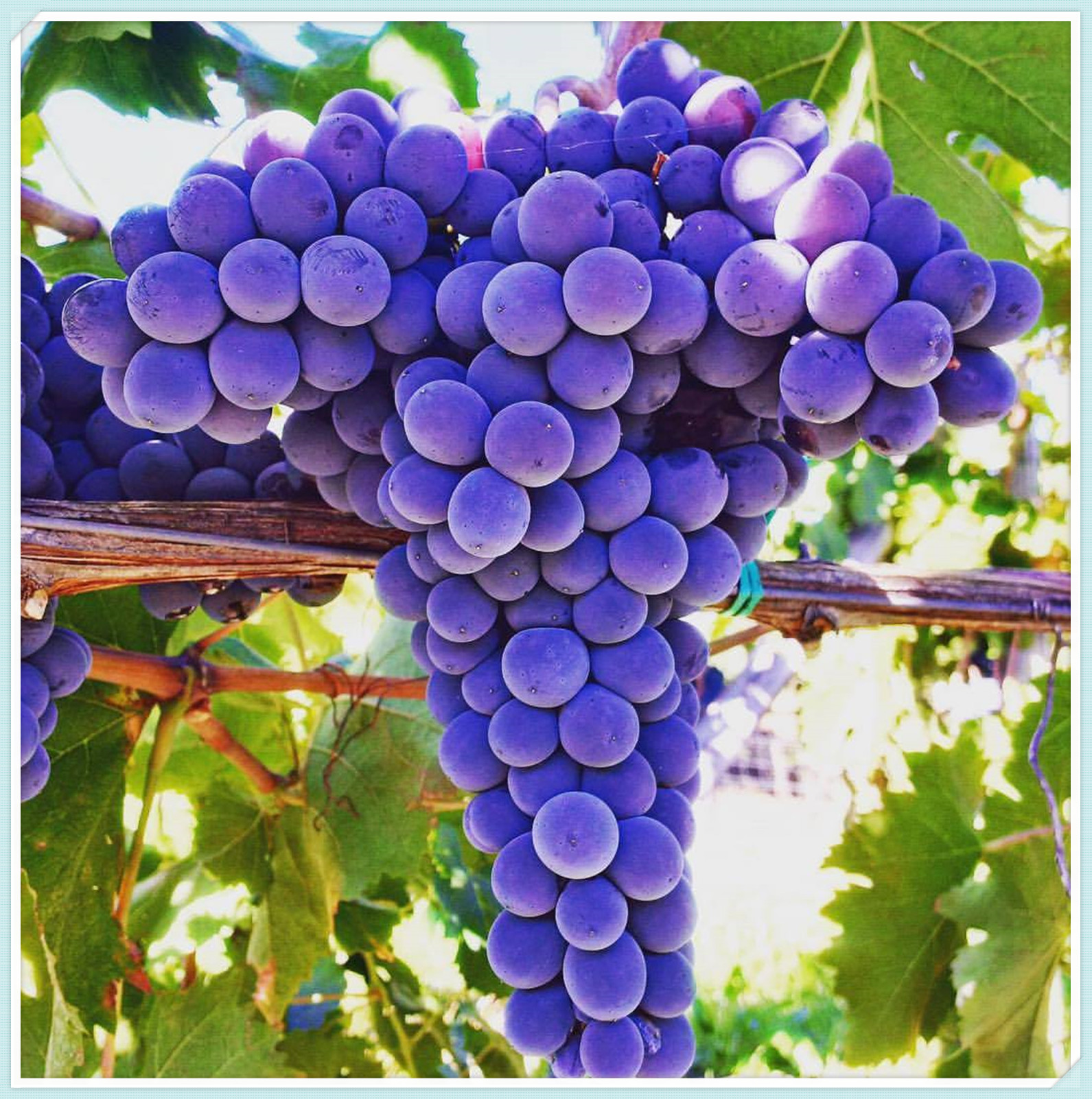 Seedless Grape Plant ,Grape Vine Plant,Live Grape Tree , Live for