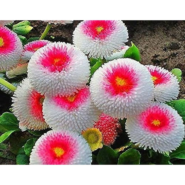 Seeds Aster Hai No Maru Mix Annual Flowers for Planting Non GMO E11