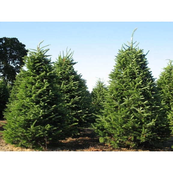 Seeds - Balsam Fir, Abies balsamea, Tree 100 Seeds (Fragrant Hardy Evergreen, Bonsai), Tree, Flower, Fruit, Seeds