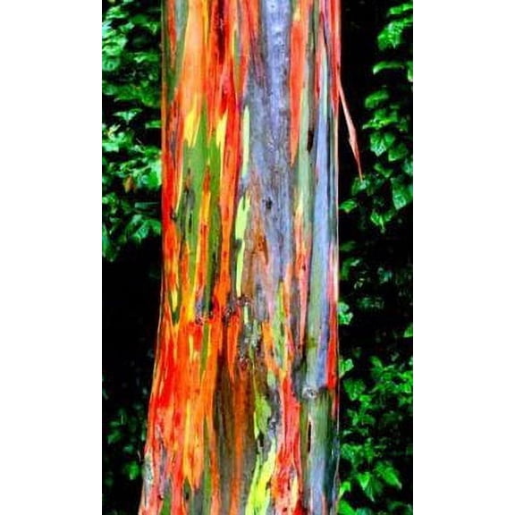 Seeds Bulbs Plants & More 25+ Rainbow Eucalyptus Plant Seeds, Easy to Grows up to 100' Tall
