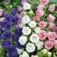 Seeds Canterbury Bells Double MMF7 Mix (Cup and Saucer) Perennial