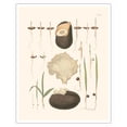 thumbnail image 1 of Seeds of Date Palm Tree (Phoenix dactylifera) - Vintage Botanical Illustration by Carl Friedrich Philipp von Martius c.1820s - Fine Art Matte Paper Print (Unframed) 16x20in, 1 of 4
